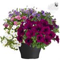 Afbeelding van TP26 Patio Mix 1